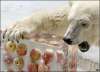 psp wallpaper version of \'how does a polar bear know what apples are\'