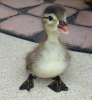 cute duck