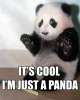 It\'s cool, I\'m just a panda.