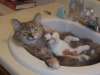 cats in the sink