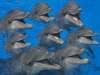  (MDude) laughingdolphins.jpg \| The liir just researched heavy antimatter cannons