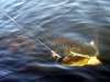 FISH FISH FISH