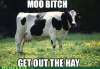 moo, bitch...get out the hay