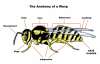 GOD BEES, anatomy of a wasp
