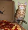 Pizza Cat