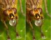 3D bee, cross eyes for effect