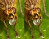 3D bee, cross eyes for effect