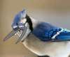 Bluejay