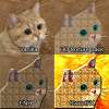 Graphics Cat