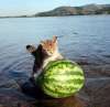 cat rolling watermelon