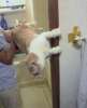 kitty doesn\'t want to go