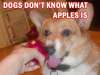 My dog is not like this at all. She knows what apples is.
