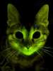 Glowing cats are apparently being used to research AIDS.