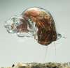 hermit crab in a glass shell
