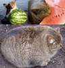 The complete watermelon cat saga